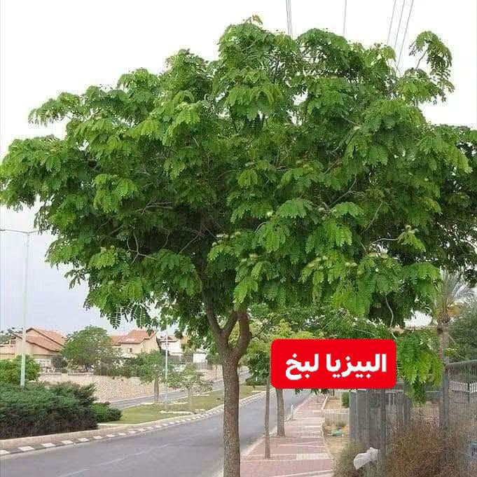 مشتل جوري • اشجار زينة • اكاسيا مصري