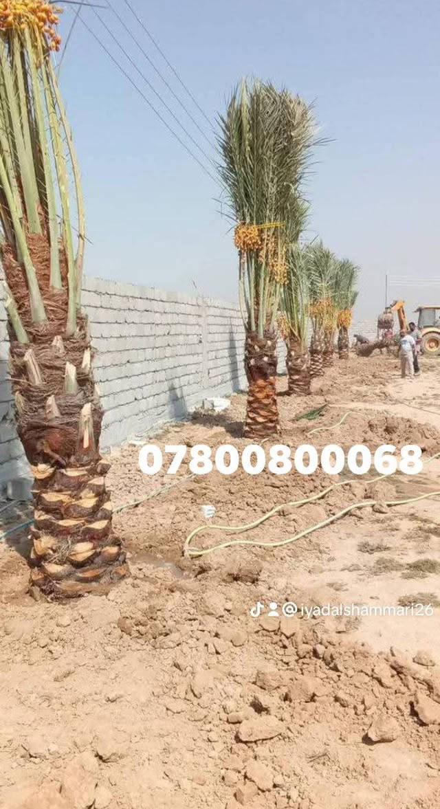 ياالله السلام عليكم
تتوفر امايات ملون ارتفاع من متر واكبر 
تنقلع بطينه جيدا اليرقب بشراء عنوان 
واسط الصويره ***********
***********

