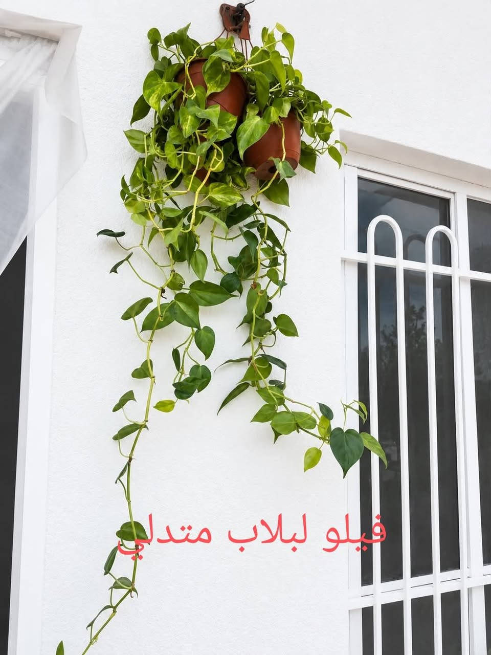 السلام عليكم ورحمه الله وبركاته 

تم وصول وجبه جديده من النباتات الهولنديه المتدلي 

مثل ما موضح بالصور 👇 

لبلاب متدلي مطبع 

هايدرا مطبع طول تقريباً متر ونص 

فيلو لبلاب متدلي هولندي 

هايدرا اخضر ظلي طول اكثر من متر ونص 

سجاد هولندي اخر 3 قطع 

العنوان موصل البلديات قرب صيدلية ركن العنايه 

للحجز والاستفسار يرجى مراسلتنا على الصفحه وبخدمتكم 

فضلاً وليس أمراً متابعه ومشاركه للصفحه ليصلكم كل ما هو جديد

نص مكتوب في الصور:
- هايدرا مطبع
- فيلو لبلاب متدلي