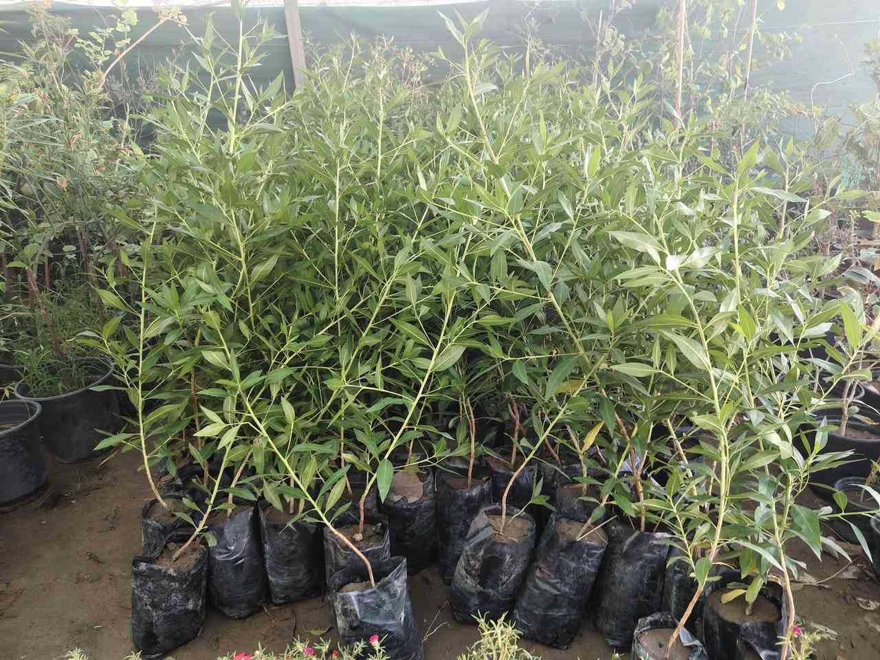 🔥 وصول وجبة جديدة! 🔥

​تم توفير وجبة جديدة ومميزة من النباتات الخارجية والداخلية داخل مشتل سيد خضير 🌱✨

​لكل محبي الزراعة والجمال، جهزنالكم تشكيلة رائعه 

​📍 العنوان: واسط - الصويرة - قرب محطة أم وليد
📞 للاتصال والاستفسار: ***********

​أهلاً وسهلاً بكم، نتشرف بزيارتكم! ❤️🌱
