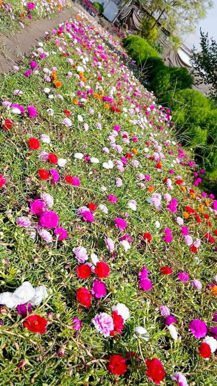 سندانه • حجم ٢٢ • توصيل