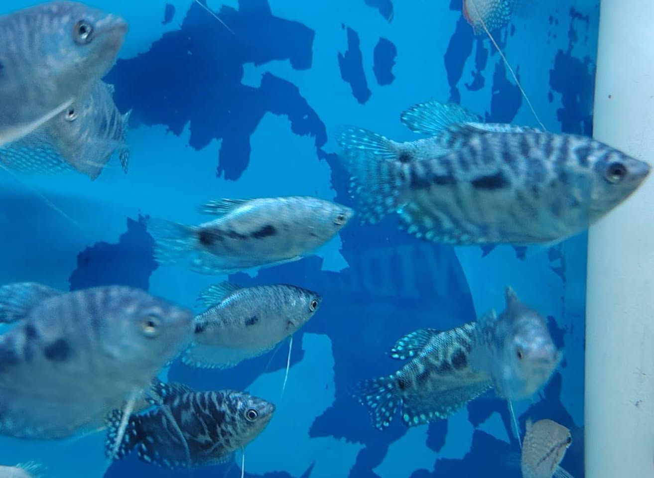 🔥 تم وصول وجبة اسماك كورامي مرقط حجم وسط🔥

🐠لا تفوّت الفرصة اسماك زينة جميلة وبألوان مميزة🌈
💥 أسعار مميزة لفترة محدودة🐟 أنواع وأحجام مختلفة
✨ ألوان تخلي حوضك أجمل💧 أسماك مختارة بعناية🦈

المتوفر اليوم ممكن ما يبقى لباجر! توصيل جميع المحافظات
📩 راسلنا الآن وأرسل لنا صورة السمكة اللي عجبتك حتى نخبرك بالسعر والمتوفر.لا تنتظراختار سمكتك واحجزها 🐠

📍 الموقع: [كركوك قضاء طوز خرماتو سايدين امام احمد]
📞 للطلب: [***********📞***********]

👇 اكتب "أريد" بالتعليقات ونرسل لك الأنواع والأسعار المتوفرة 📩

#بيع_سريع #أسماك_زينة #أسماك_الزينة #عروض_أسماك #أحواض_أسماك #عشاق_الأسماك #Aquarium
