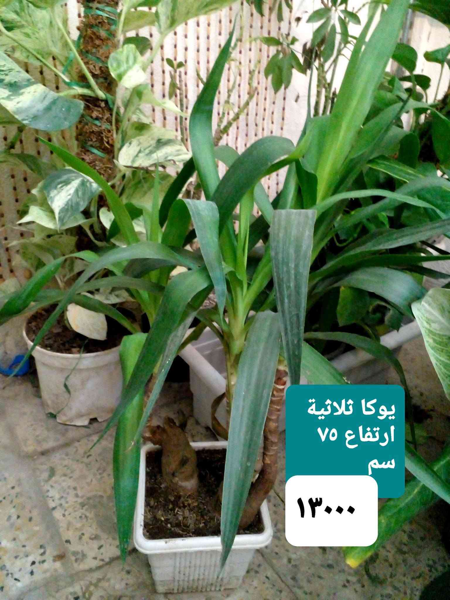 سلام عليكم
عرض نباتات داخلية كثيفة ..
عرض بتموس السلسبيل  15 L
فقط ب ٥٠٠٠
عصا موسى 
١٢٥٠....١٧٥٠....٢٠٠٠...٢٥٠٠
موقعنا ..
بغداد ..حي العدل ..شارع الأسواق المركزية ...مقايل مدرسة الأرض السعيدة ...داخل قيصرية عباس 
للحجز او الإستفسار 
المسنجر أو الواتسآب ●***********●

نص مكتوب في الصور:
- اريكاريا داخلية ارتفاع متر ٨٥٠٠
- أراليا داخلية خارجية بالظل ارتفاع ٧٠ سم كثيفة ٧٠٠٠
- بلبلب مرمري
- ٥٠٠٠
- جلونيما خضراء خشنة ٨٥٠٠
- ١٢٥٠٠
- جلد النمر
- ارتفاع ١٢٠ سم
- زاميا داخلي كثيفة ارتفاع 65 سم ١٤٥٠٠
- يوكا هولندي
- أحادي ارتفاع ١٥٠ سم
- ١٤٠٠٠
- یوکا ثلاثیة ارتفاع ٧٥ سم ١٣٠٠٠
- كريتون داخلي ارتفاع 85 سم كثيف جدا 11000