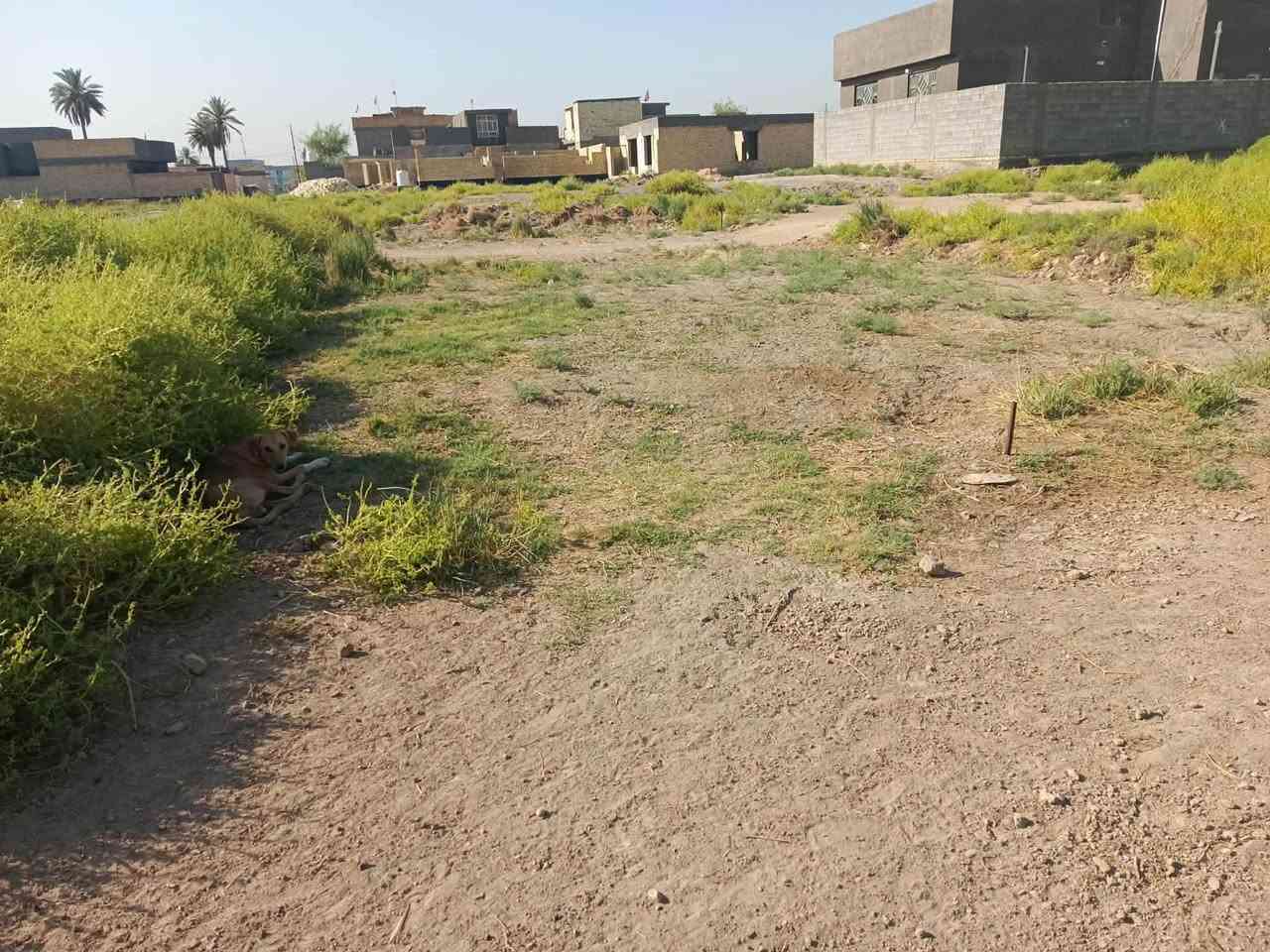 بسم الله الرحمن الرحيم 
يعلن مكتب الفرسان للعقارات عن توفير 
ارض (طابو زراعي سند 25 للبيع)
في مفرق السده داخل المقاطعه 1/61
المساحه 170 متر وجه 8 متر نزال 22 متر 
السعر 17 مليون قابل للتفاوض 
للاستفسار والطلب زيارة مكتب الفرسان او الاتصال 
***********/مرتصى

