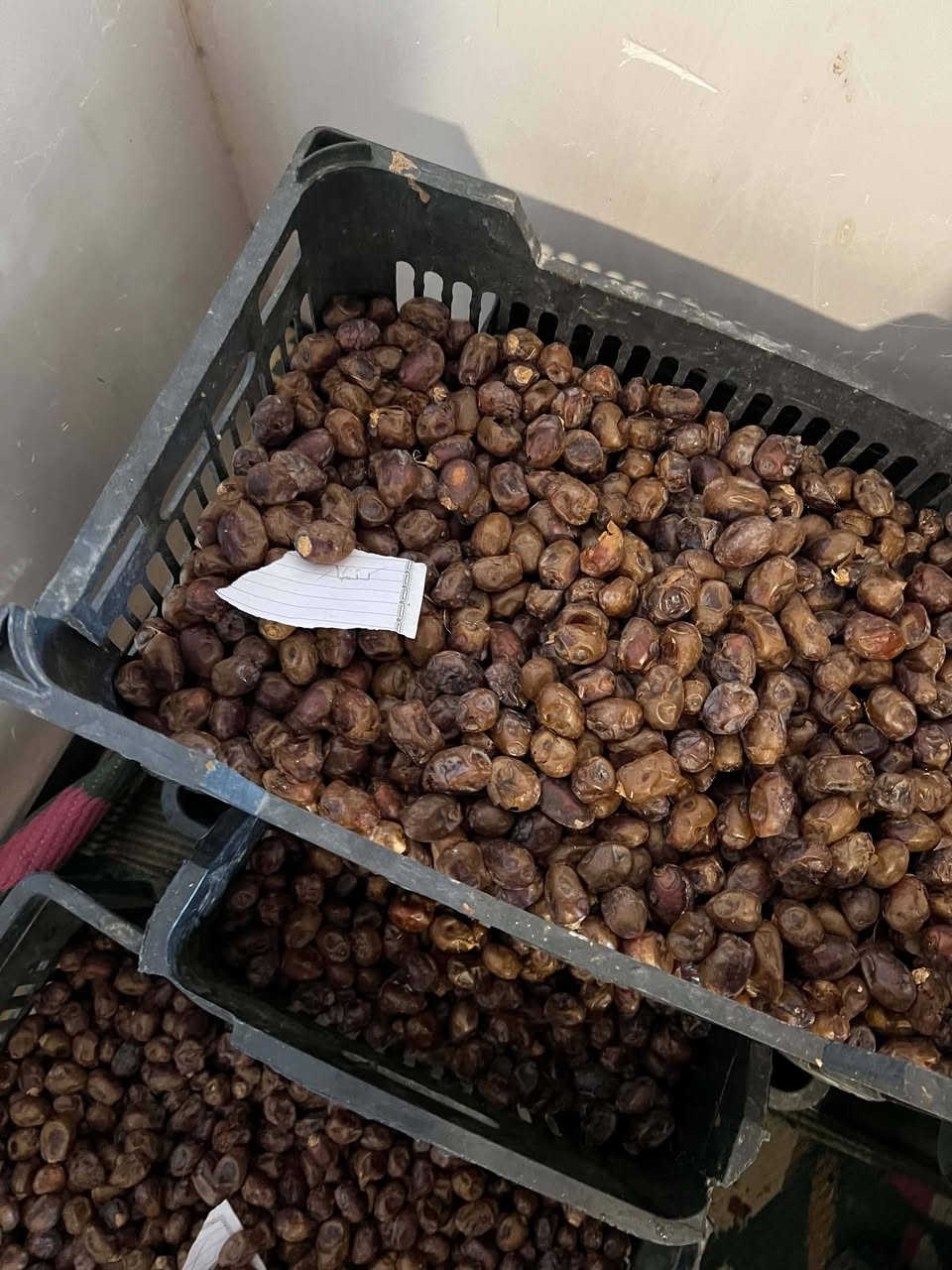 تمر شويثي • كنطار • نضيف