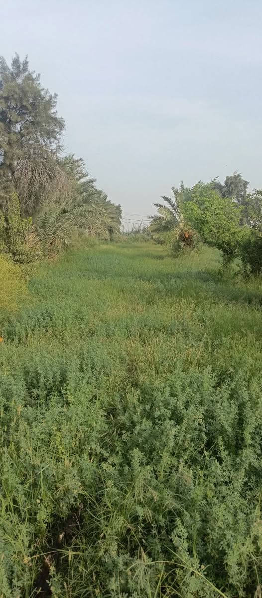 جت للبيع • قرب سيد احمد الرفاعي