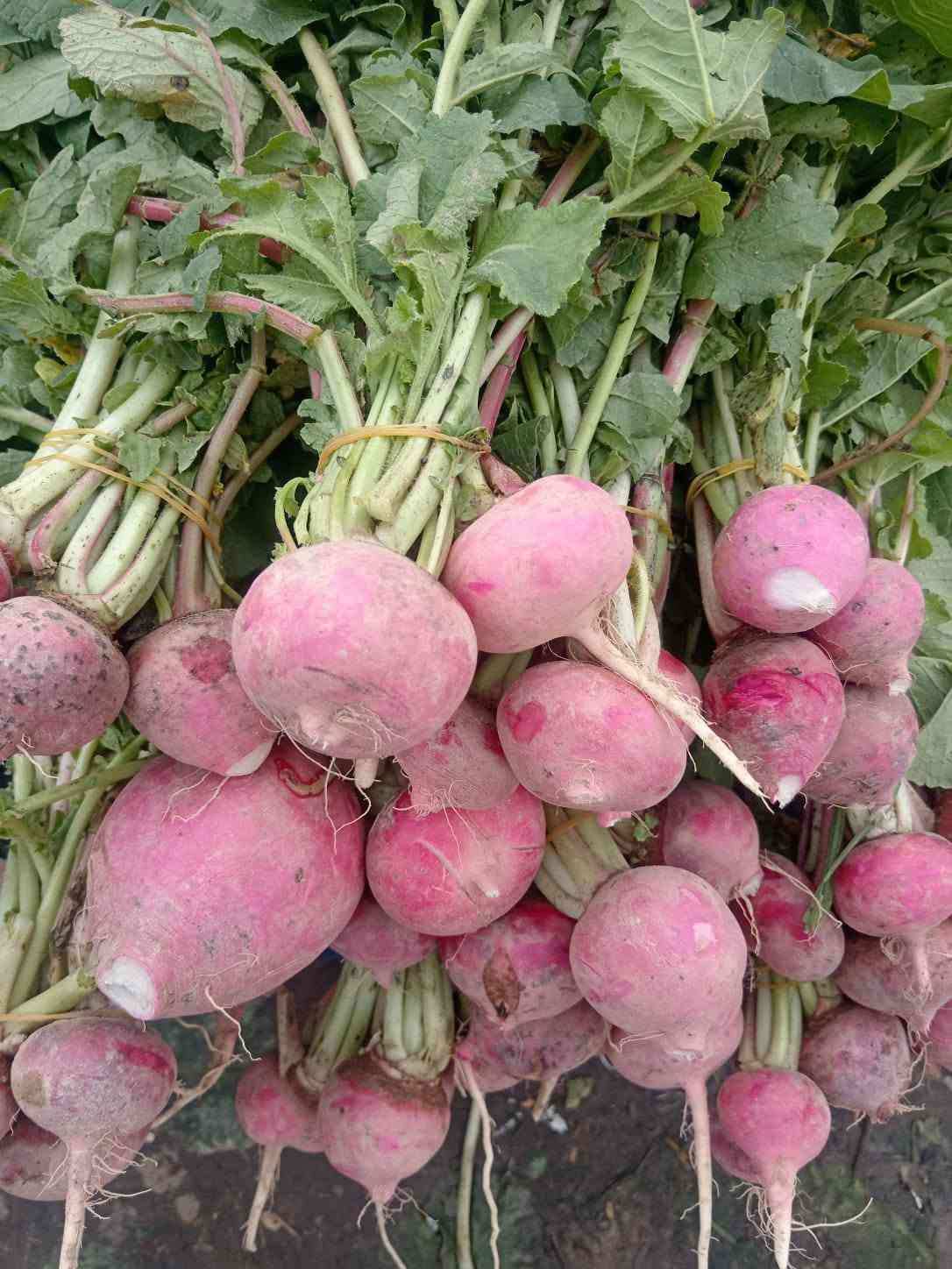 خضروات وفواكه • طازجة • شارع 20