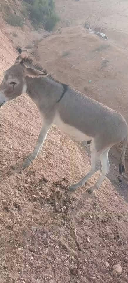 حمار • مكفول • شاغول