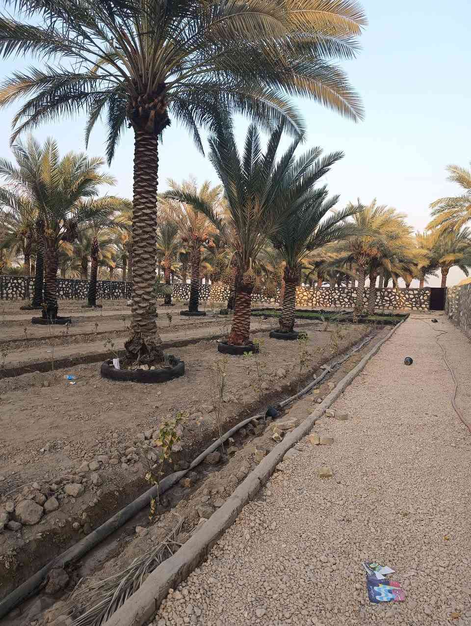 سند ٢٥ • واجهة ٤٠م • نخيل وحمضيات