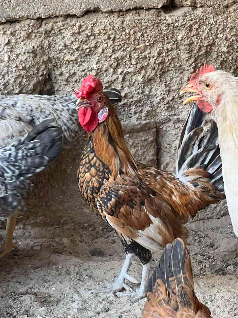 بسم الله ماشاءالله 
متاح فراريج عرب حلوات بيهن ديوكه  العدد الكلي 10 للبيع الشراي يجي خاص مكاني حديثه حي الثمانيه أو الاتصال على الرقم ***********
