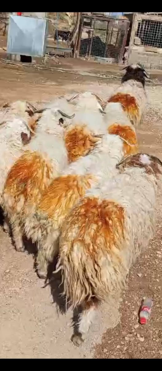 السلام عليكم متاح ٩ طليان مالات كصابه قافلات لحم سعر الزوج ٨٥٠ العنوان حديثه حقلانيه يوجد توصيل حسب الاتفاق للاستفسار الاتصال على الرقم ***********
