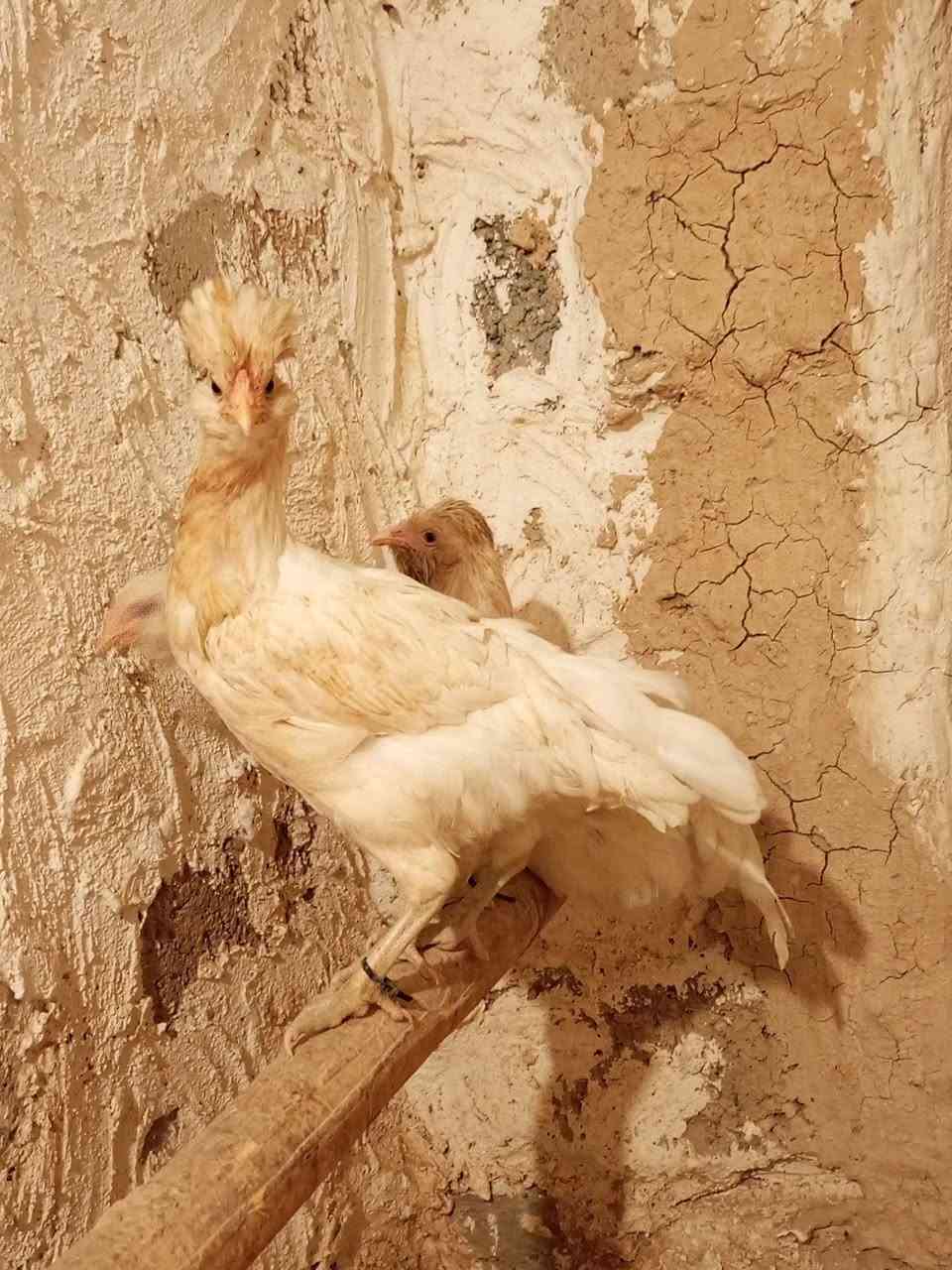 گوپن • باڕۆکی • ڕزگاری