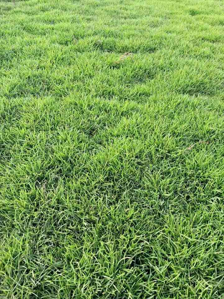 🌳 ثيل طبيعي من أجود الأنواع.. خضرة تدوم وأناقة تبهج! 🌳
مناسب للاستخدام في:
🏡 المنازل | 🌿 الحدائق | ⚽ الملاعب | 🏢 الدوائر | 🏗️ المشاريع الاستثمارية

🟢 أنواع متوفرة لدينا:
فرنسي – إيطالي – أمريكي – هندي – إسباني – إنكليزي
💚 نوعيات ممتازة بأسعار مناسبة جداً
📦 وقابل للتفاوض للكميات الكبيرة

✅ تجهيز كميات كبيرة للمشاتل والملاعب
✅ كادر متخصص بالزراعة والتركيب السليم
✅ نوصل لك لباب البيت، بأسرع وقت!
***********
📞 للحجز أو الاست
#ثيل_طبيعي #خضرة_دائمة #زراعة_ثيل #ملاعب #مشاتل #أسعار_تنافسية

نص مكتوب في الصور:
- فرنسي