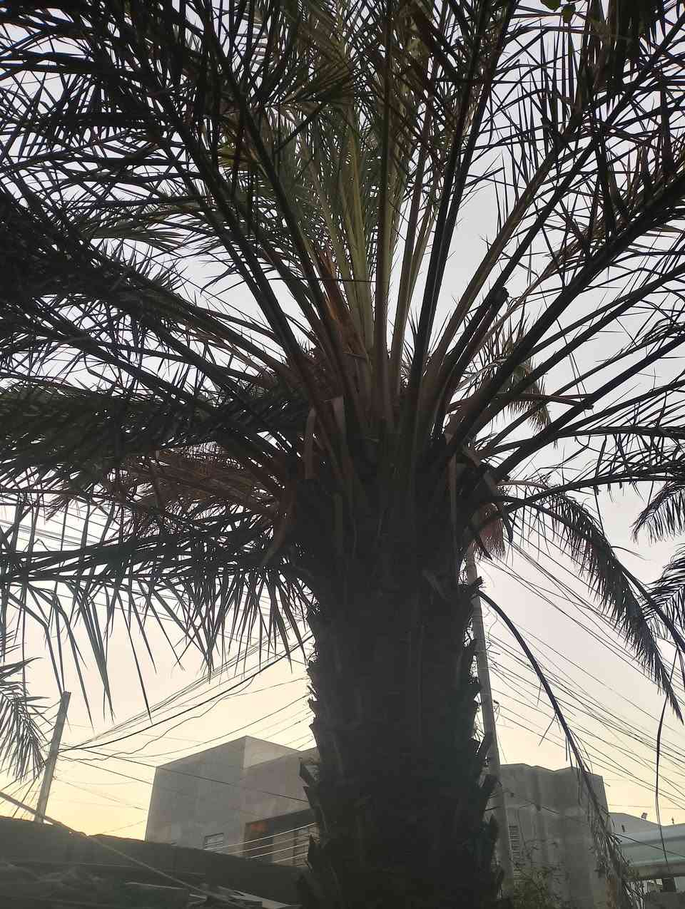 نخل اللبيع *********** وتساب
