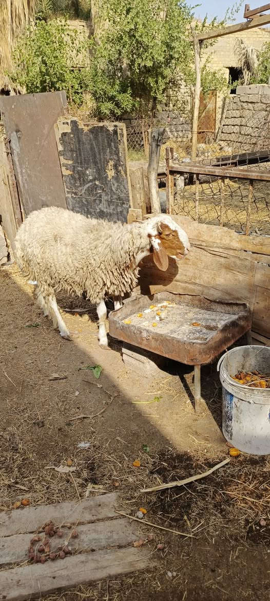 طلي جني • للبيع