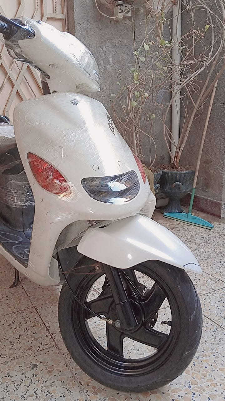 اكزز فحل • ابيض لؤلؤي • كفاله عامه