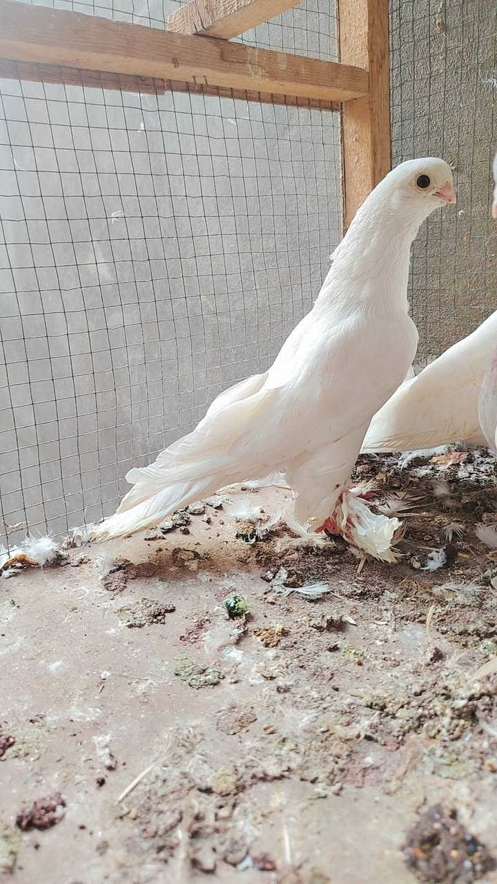 طير • نسل • نجف كوفه