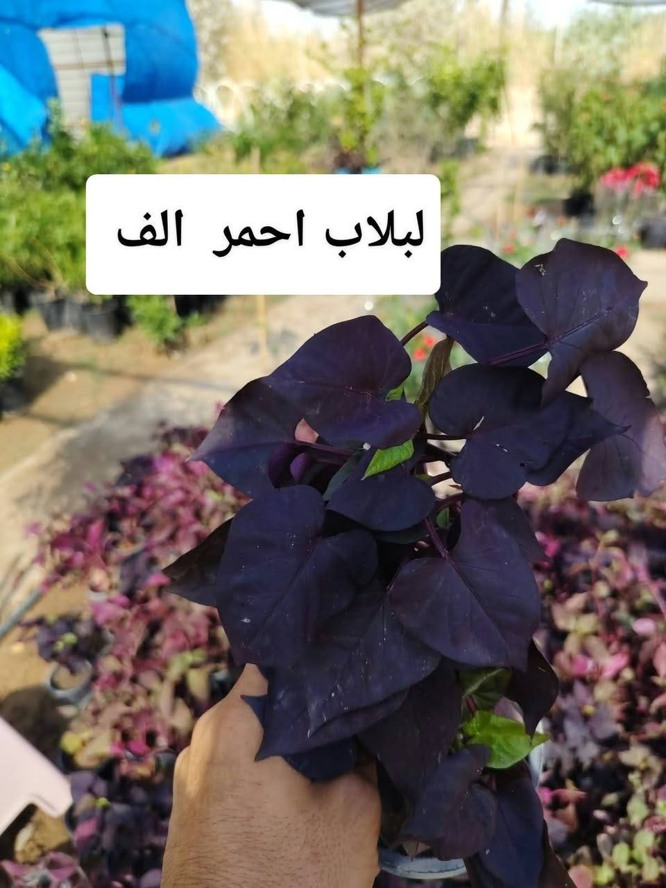 اللهم صلي على محمد وال محمد
🛑مشتل نعناعه الرفاعي الصوب الاول مجاور جسر المشاة بتجاه السايلو (ع شط)  مقابل مدرسة الرقيم الأهليه  ***********

نص مكتوب في الصور:
- دم العاشق الف
- ورد الصباح الف
- لبلاب احمر الف
- ياس تركي الف
- ورد المساء الف
- کاربس ارتفاع مترر
- بالف
- عبن البزون الف
- ورد الزينيا الف
- نبات السجاد الف