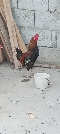 ديج عرب • ابن سنة