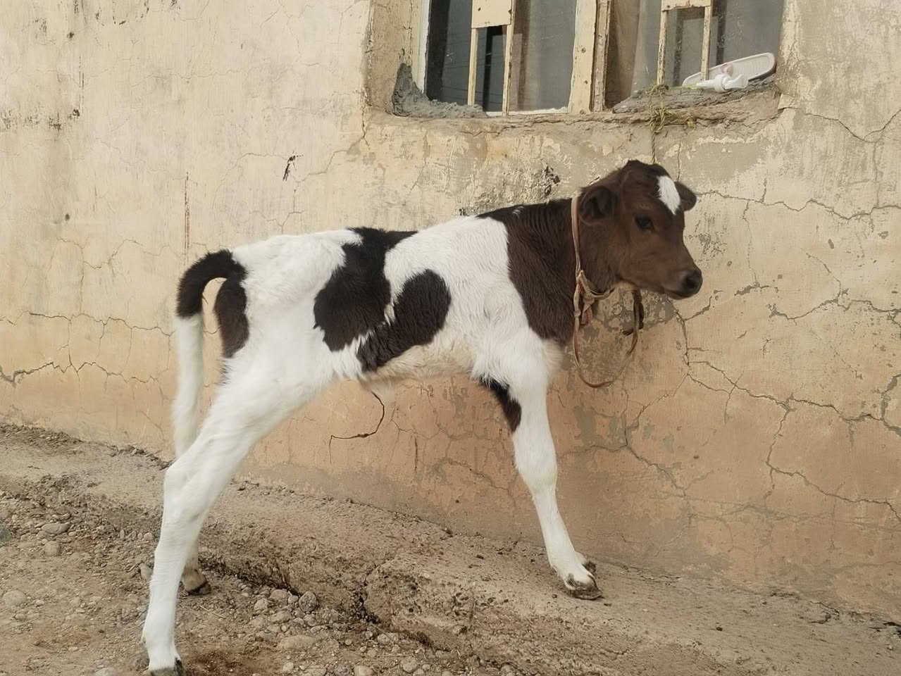 مبادلة • كوشة • ناحية الزاب