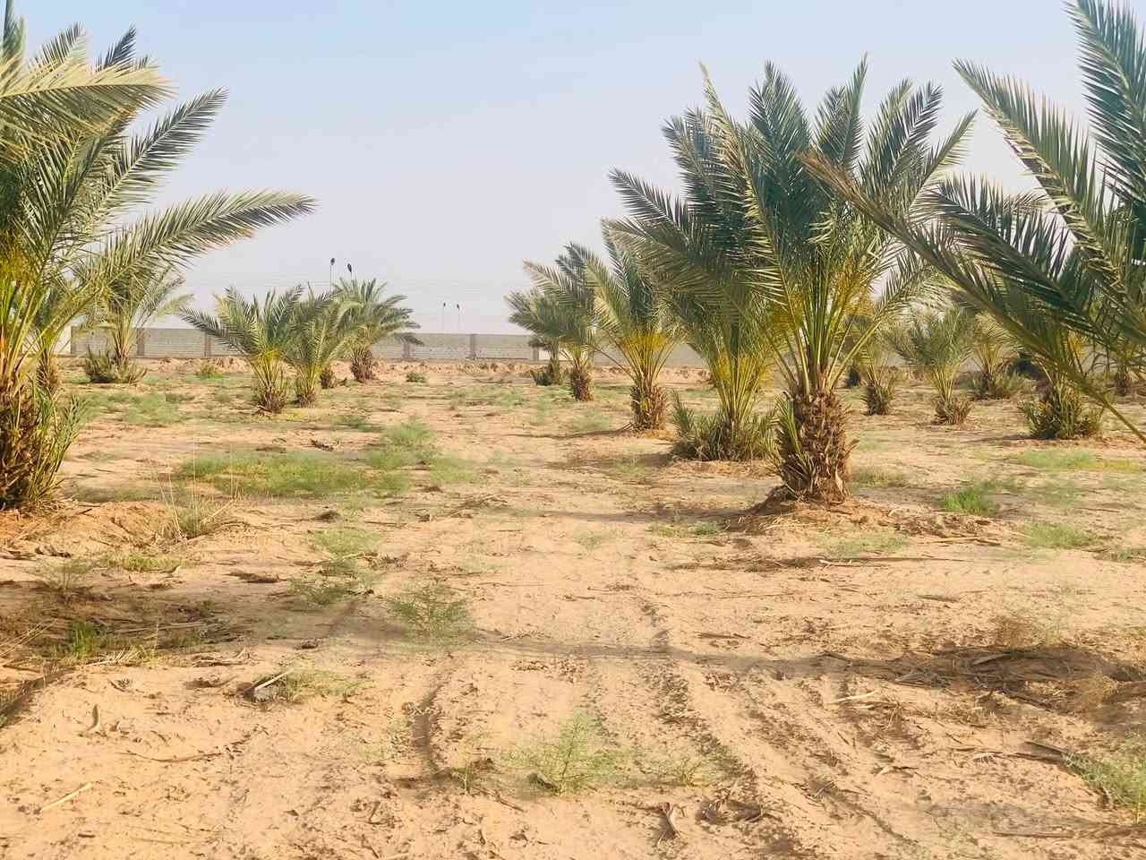 السلام عليكم 
دوانم لبيع كم دونم تريد موجود 
طابو سند٢٥
كافه الخدمات متوفره 
تبليط 
مسيجات صب جاهز
كهرباء ⚡️ 
ماء سقي وبير واساله 
كل دونم يحتوي ع ٣٠ نخله برحي ومكتومي 
الكفل مفرك نجف كربلا بصف محطه اسد النجف  تبعد عن الشارع العام ٢٥ متر

اسعار مناسبه

***********
