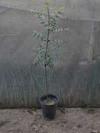 نبات النيم الهندي (Azadirachta indica)  ​صيدلية الطبيعة الخضراء وأحد أ...