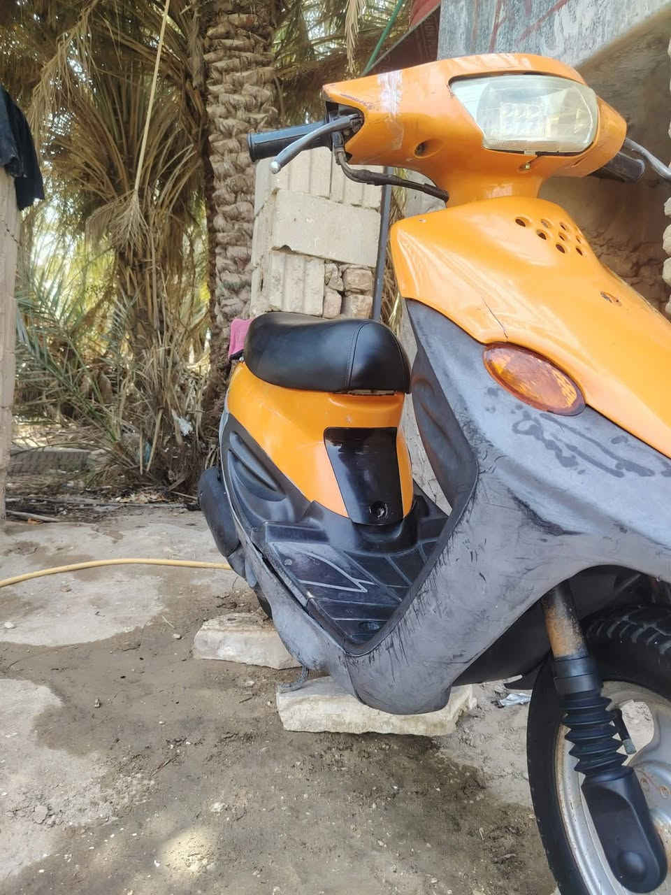 سكنس فحل • نضيف • مفتوح