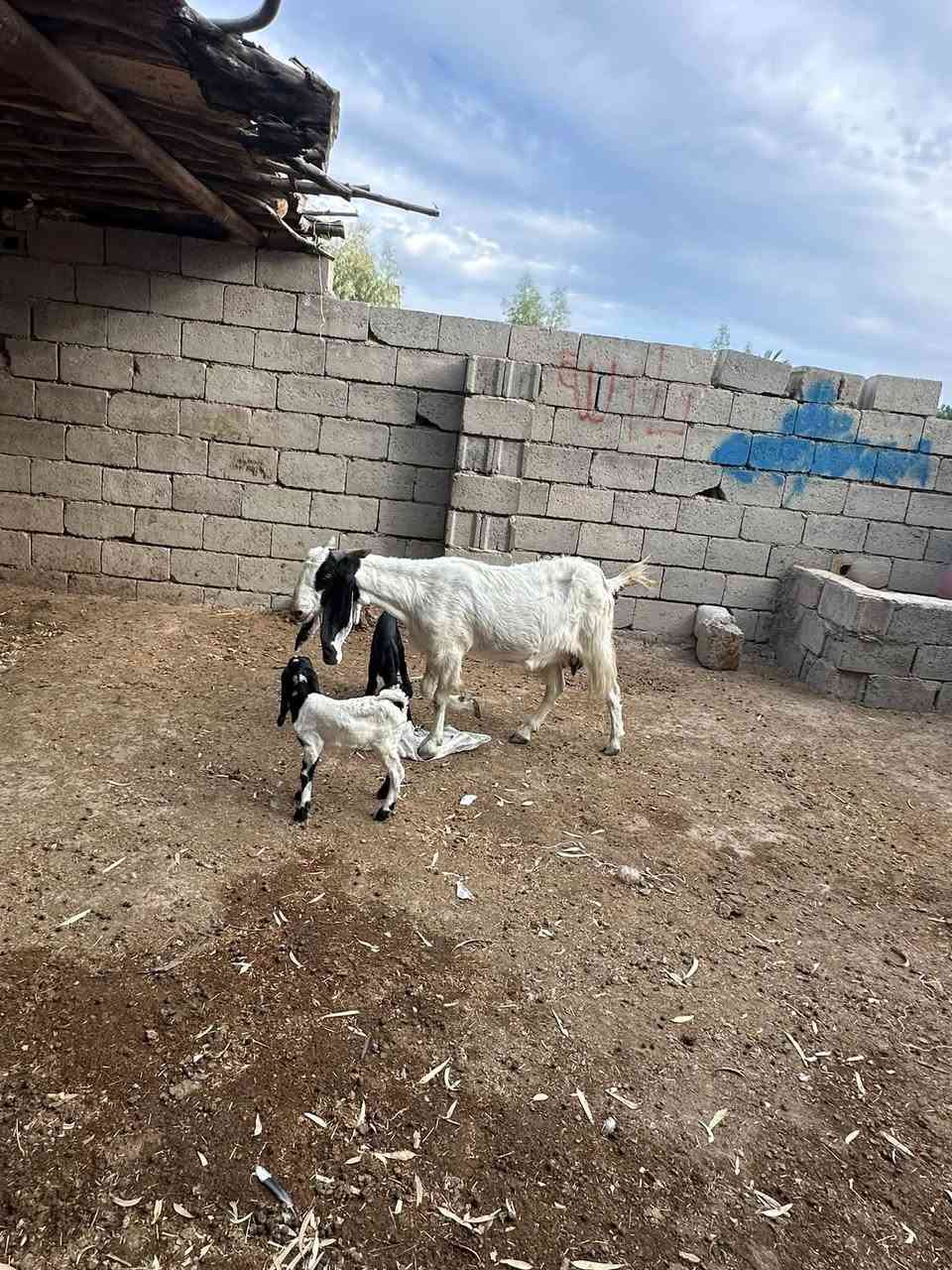 أفغانيه لبيع وراهه توم ثالث بطن رايدهه ٧٥٠وبيهه مجال بصيط مكاني شهربان المقداديه
***********
