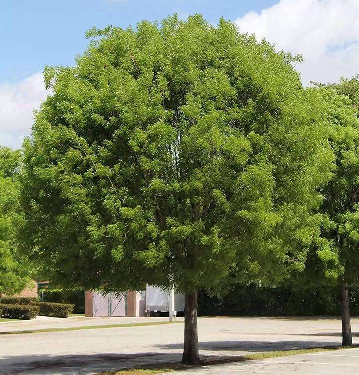 🌿🌳 السلام عليكم ورحمة الله وبركاته
لكل محبي الأشجار والطبيعة والجمال 🌱💚
اليوم نعرفكم على واحدة من الأشجار المميزة والقوية...
✨ شجرة الماهوجني الإفريقي ✨
وبسعر 10 الاف 
إرتفاع متر وربع 

🌱 ليش الماهوجني من الأشجار المميزة؟
🔹 سريعة النمو 🌿
من الأشجار سريعة النمو، وقد تحقق زيادات كبيرة في الارتفاع مع توفر الظروف المناسبة والعناية الجيدة.
🔹 تتحمل أنواع مختلفة من الترب 🌱
تستطيع النمو في أكثر من نوع من التربة، ويفضل لها أن تكون التربة جيدة الصرف ومناسبة لنمو الجذور.
🔹 تتحمل الظروف البيئية المختلفة ☀️🌿
تتمتع بقدرة جيدة على التأقلم، ومع العناية المناسبة يمكن زراعتها في بيئات مختلفة.
🔹 مناسبة للتشجير والمساحات الواسعة 🌳
تتميز بتاج واسع وكثافة خضرية جميلة، لذلك تُستخدم للحدائق والمتنزهات وعلى جوانب الطرق.
🔹 تمنح الظل 🌳☀️
مع نموها وتكوين تاجها الكثيف، توفر مساحة ظل جميلة ومريحة.
🔹 أزهارها عطرية 🌸
تتميز أزهار الماهوجني برائحة عطرية خفيفة ومميزة.
🔹 مفيدة للبيئة 🍃
تُعد من الأشجار المناسبة للتشجير وتوفير الظل والحماية ضمن مشاريع الغطاء النباتي.
🌳 الماهوغني... شجرة تجمع بين الجمال، سرعة النمو، وقوة التحمل 🌿💚
📍 متوفرة لدينا للمهتمين بالتشجير وتجميل الحدائق والمساحات الخضراء. 📩 للاستفسار أو الحجز راسلونا على الخاص.
واتساب ***********
🚛 يتوفر لدينا خدمه توصيل لجميع محافظات العراق 
🏡العنوان بابل/ المحاويل
