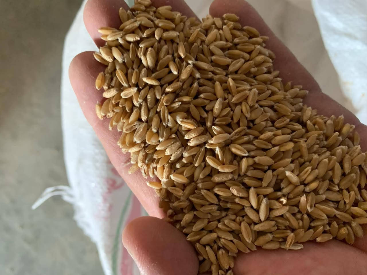 حنطة بذور • بيزانزيو • طوز خورماتو صلاح الدين
