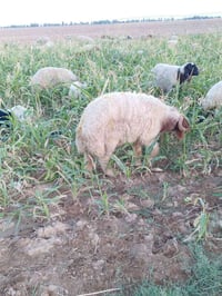 كركور • حرجي • بدل