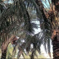 قضاء سوق الشيوخ • ١١٩٠م • نخيل
