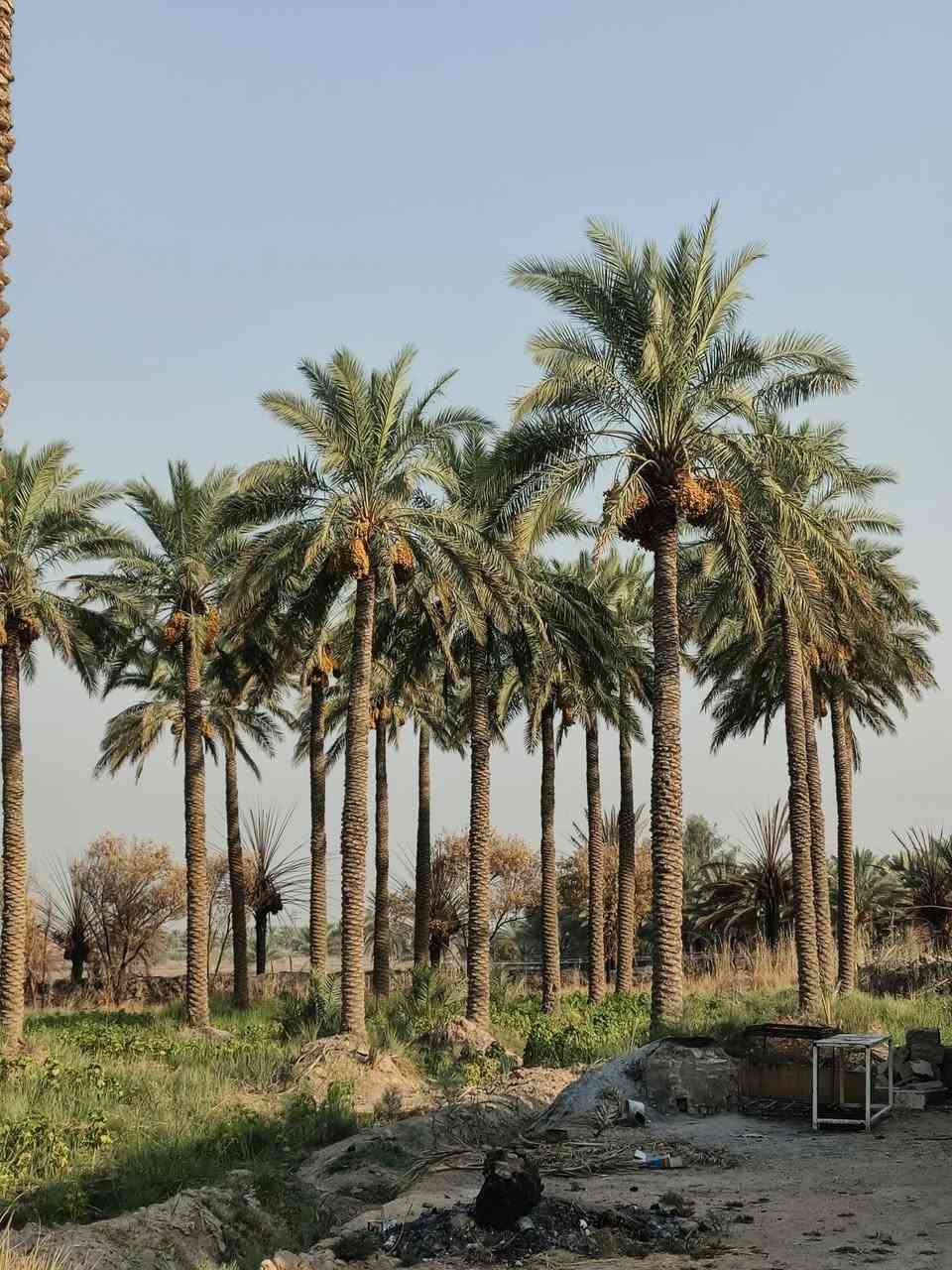 السلام عليكم نخل لضمان سعر النخله ٣٥ قفل الضمان يتصل ***********
