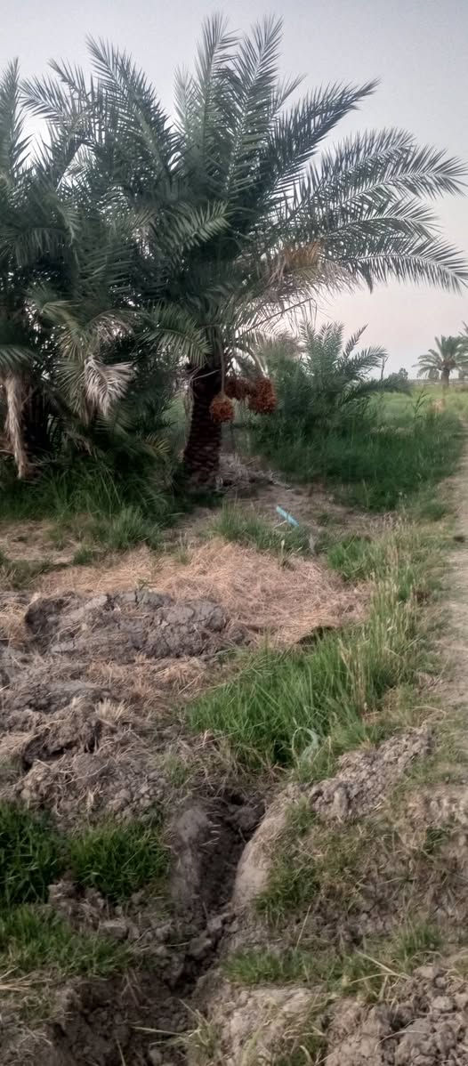 4 دوانم للبيع في منطقة ابراهيم ابن علي قرب سبع بور سند 25( *********** ) *********** وتساب موجود تحويل مباشر اي مشكله ماكو
