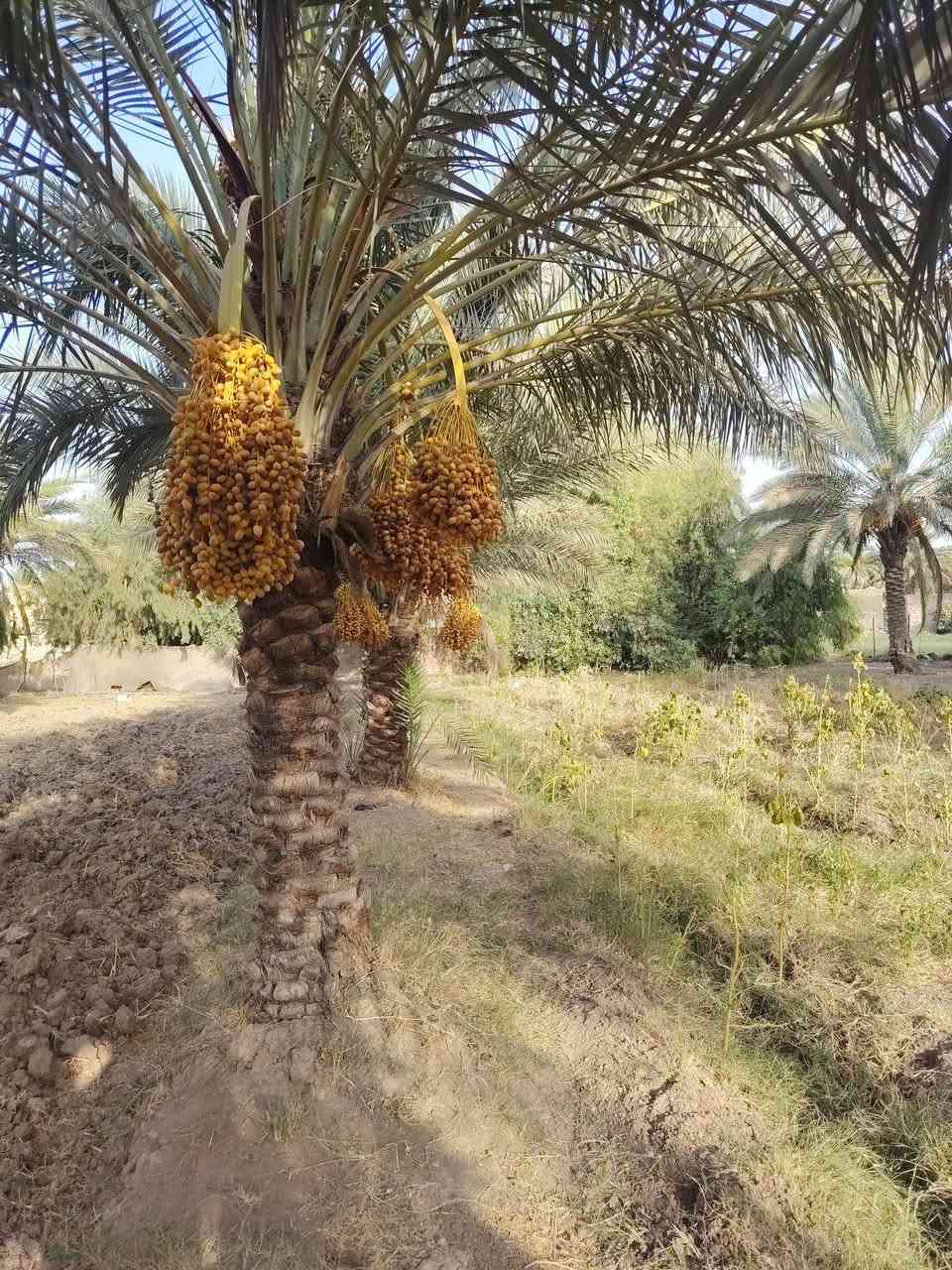 السلام عليكم
ارض رزاعيه  سند  25 بسم والدي  تحويل مباشر المسيب منطقه الشمامره الاستفسار  ***********
