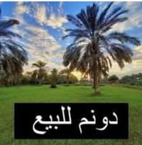 دونم • طابو زراعي • الكوت