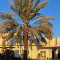 طابو ملك • ٣٥٧م • المربع الاول الحي العسكري
