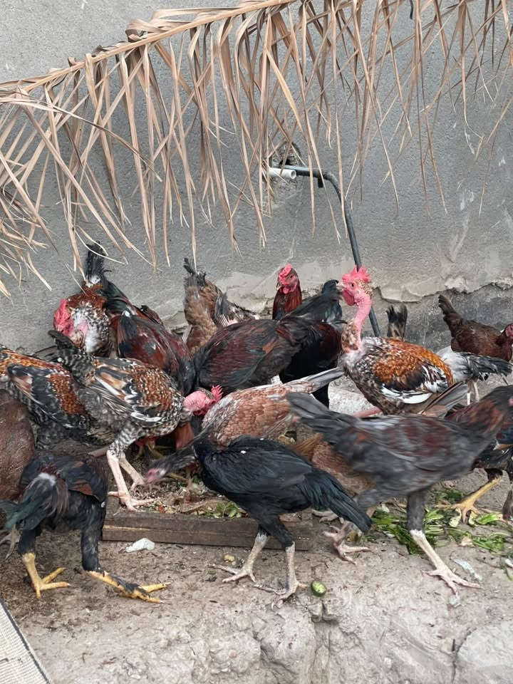 السلام عليكم يوجد دجاج عرب هراتي للبيع الزوج ب25 وبيهه مجال للاستفسار  ***********

