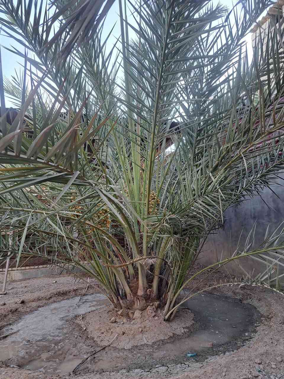 مكتومه للبيع جواها ٧ فسائل ب٥٠٠ الف وبيها مجال قليل
ابيعها هي وفسائلها مابيع بس فسائل مكاني بصرة ابوالخصيب ***********
