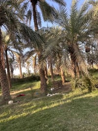 ٣ دونم • طابو زراعي • ١٢٠ نخلة