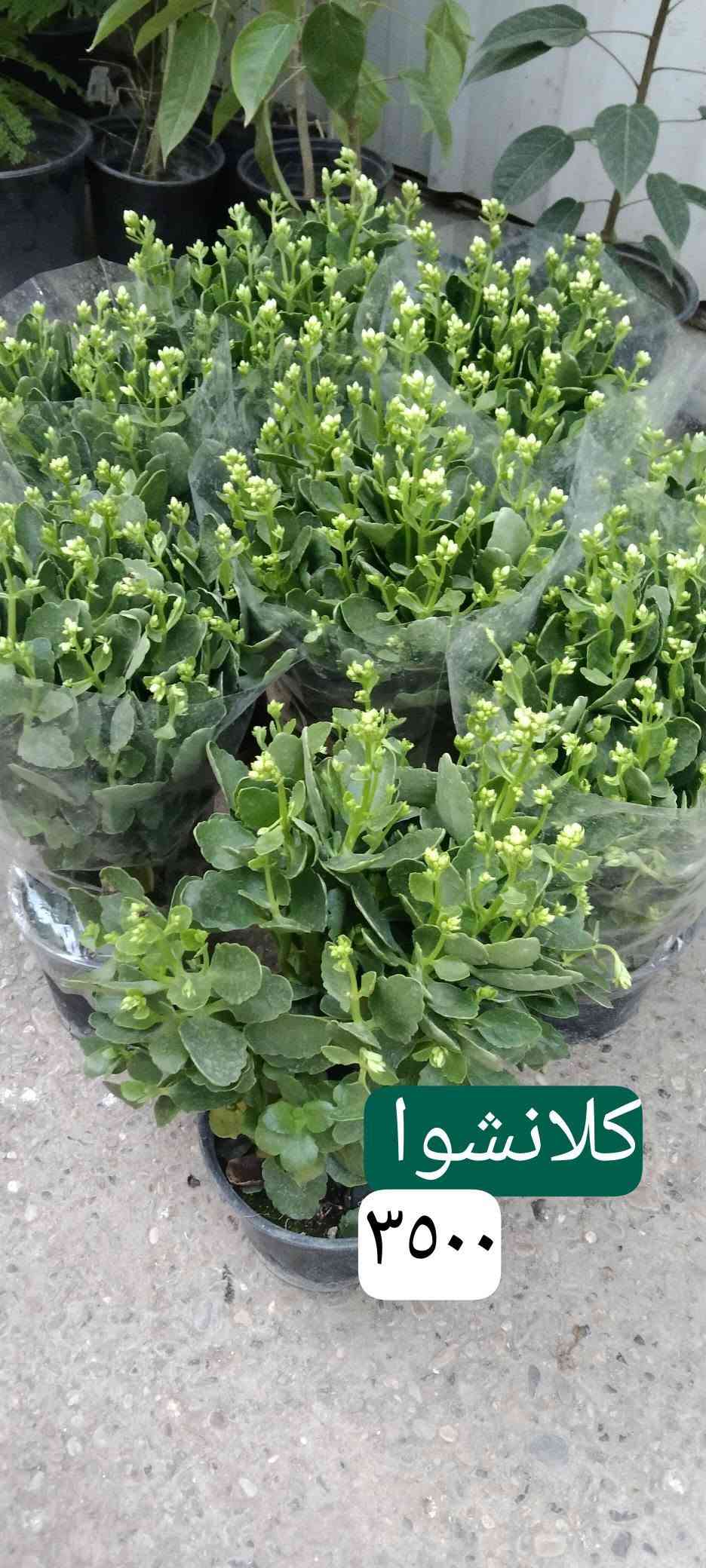 نباتات خارجية • نباتات داخلية • حي العدل