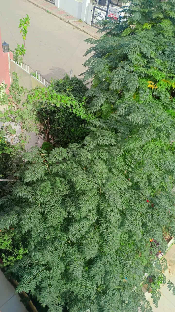 شقلاوه • للبيع • استفسار خاص