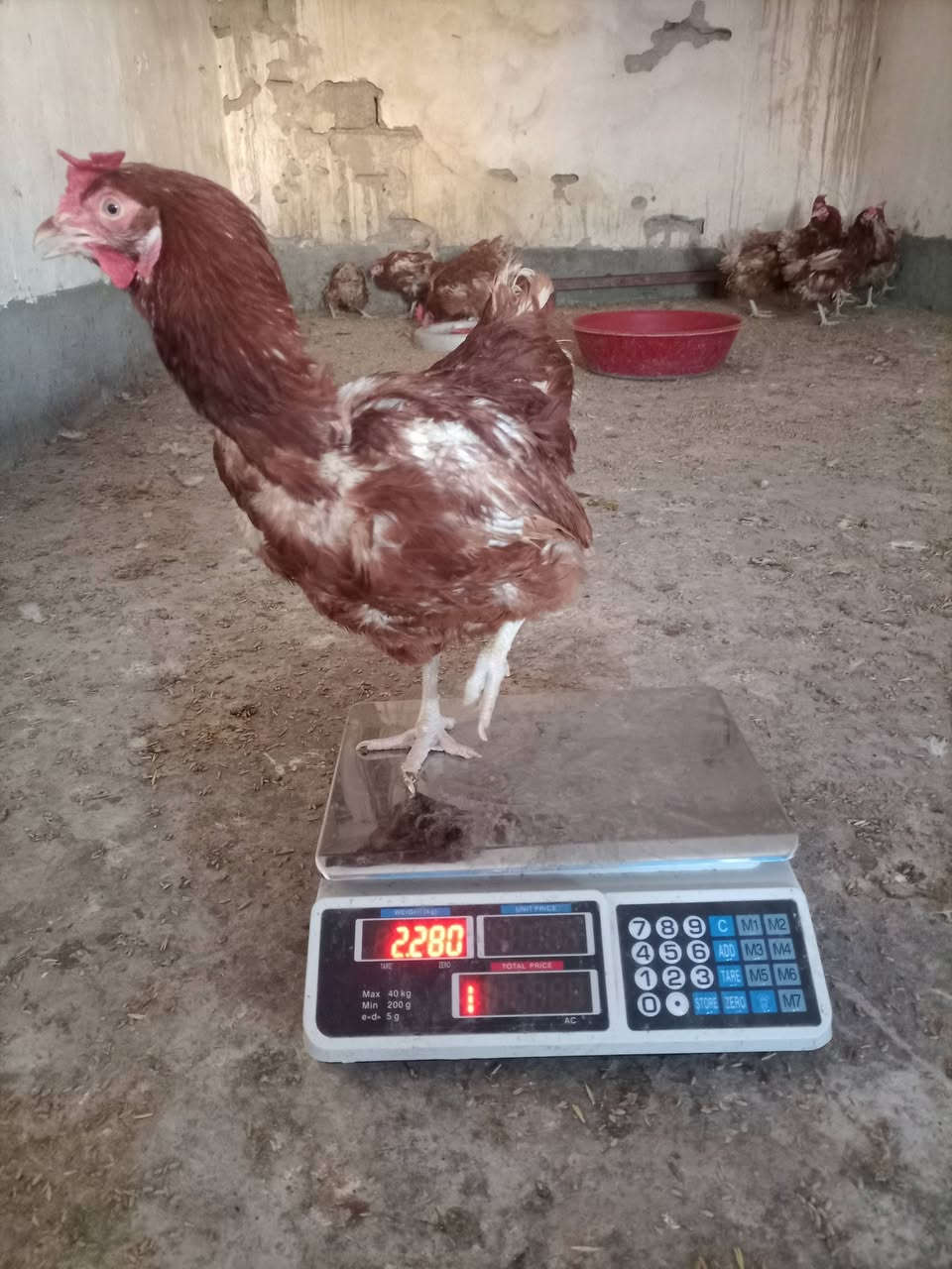 دجاج الاحمر • كيلوين وربع • مطحنه التركيه اسديره