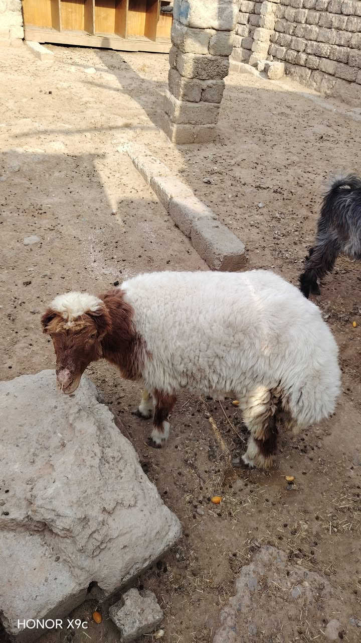 هونر X9c • جوال • جديدة
