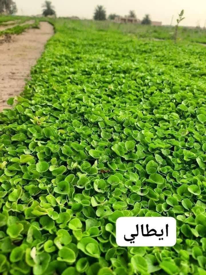 احجز اليوم باجر يصلك كل أنواع الثيل متوفره فقط احجز ثاني يوم يصلك، 😉✌️
لاستفسار زورو صفحتنا أو الاتصال على الرقم ***********
ويوجد توصيل طلبات حسب طلب الزبون
اهلاوسهلا بالجميع 💞
