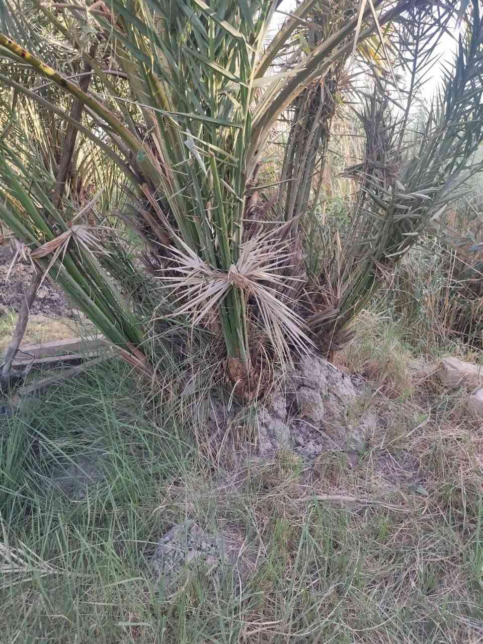 فسائل نخيل استعمران درجه اوله الحبه الكبيره 
سعر 10مع القلع  /بصره قضاء المدينه 
***********
