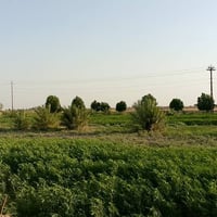 الرفاعي ذي قار • أرض زراعية • ٣٠ دونم