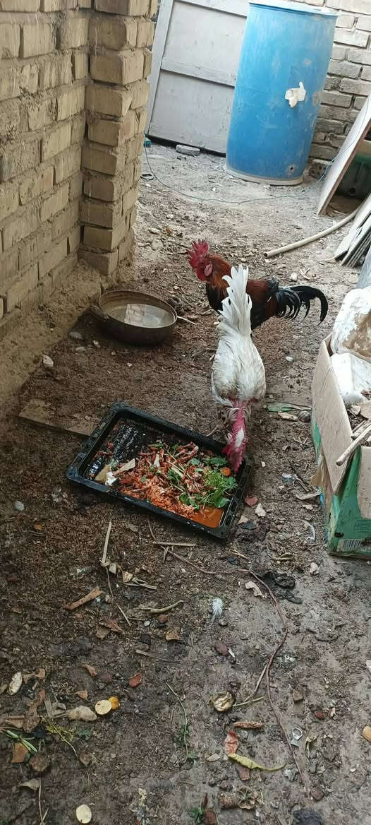 ديوجه ٢ • نهايتهن