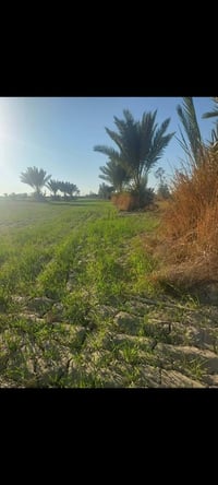 ٦٠ دونم • طابو زراعي • ١٦ دونم بستان