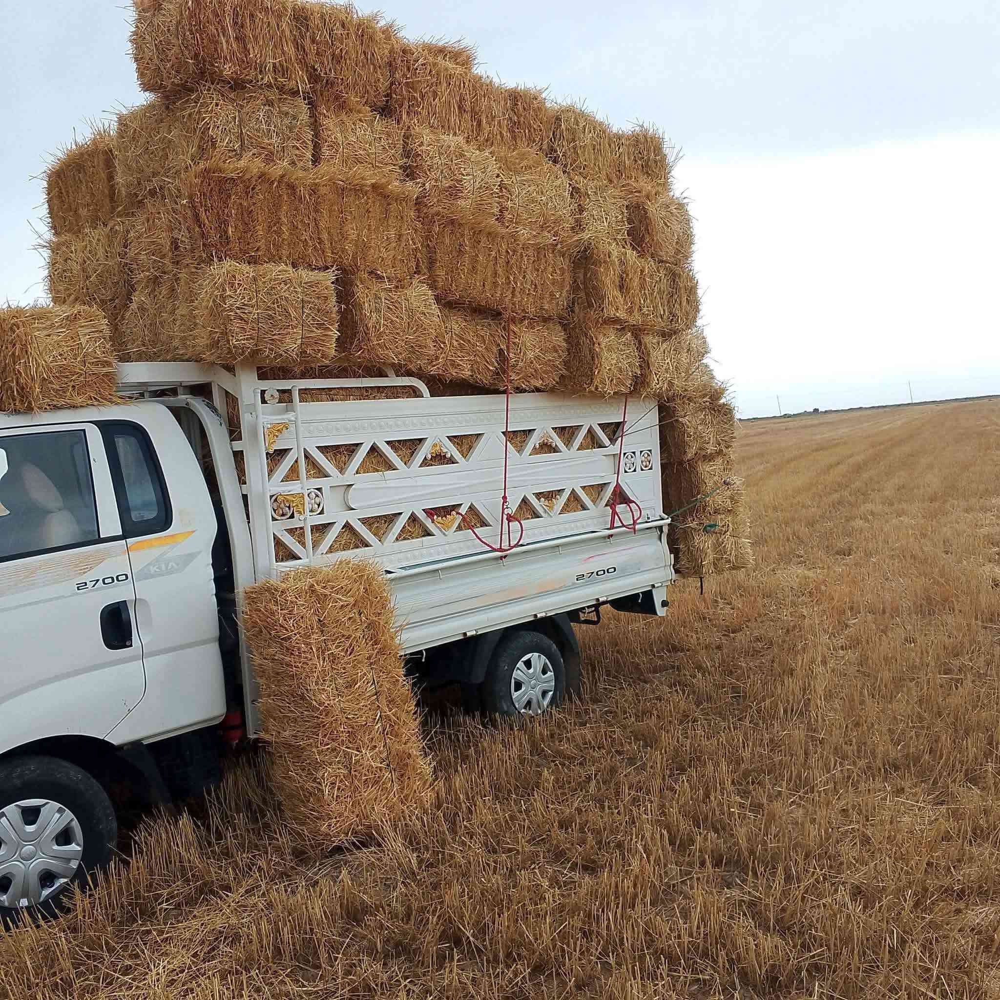 كبس تبن سويتر نضيف درجه اولى طول متر مضغوط وتبن گفر
 درجه اولى طول متر مضغوط واصل للبيت 
سعر زوج الگفر//4250
سعر زوج السويتر//3500

***********

***********
الأسعار مع التوصيل للبيت
